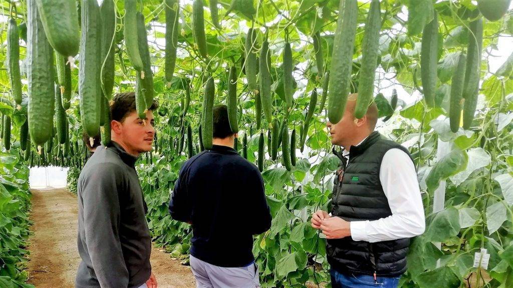 Fito pepino Caoba|1-Fito- Agricultores y técnicos visitaron invernaderos con la nueva variedad Caoba|3-Fito-La nueva genética SmartQ da plantas más aireadas y sanas|Fito-SmartQ-pepinos